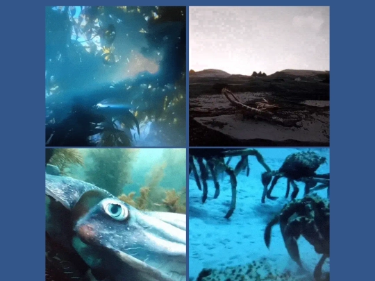 gallery/crabs screenshot