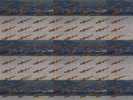 seaserpents/seaserpentfield screenshot