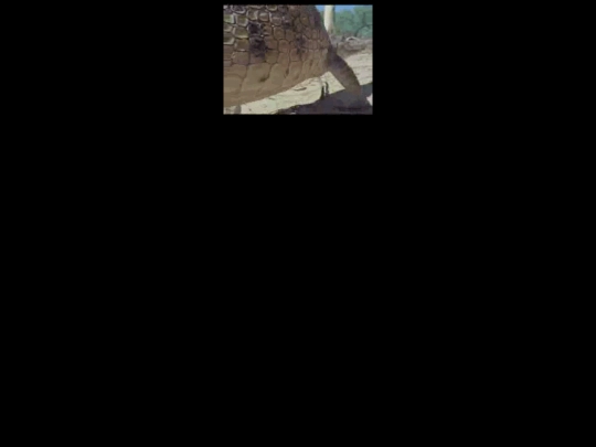alligator screenshot