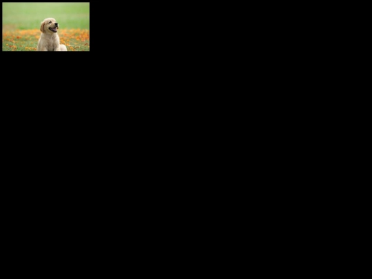 dog screenshot