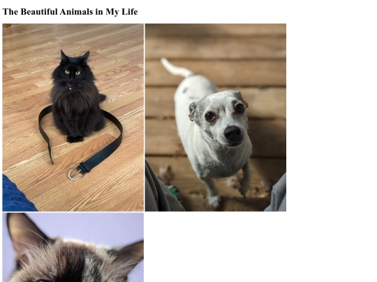 animals screenshot