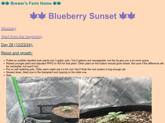 BlueberrySunset screenshot