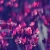 violet's site avatar