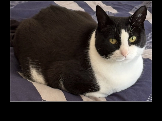 SUKI screenshot