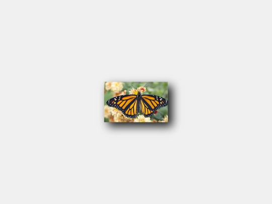 The Imitation Assignment/butterfly screenshot