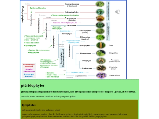 notes/ptéridophytes-lycophytes screenshot