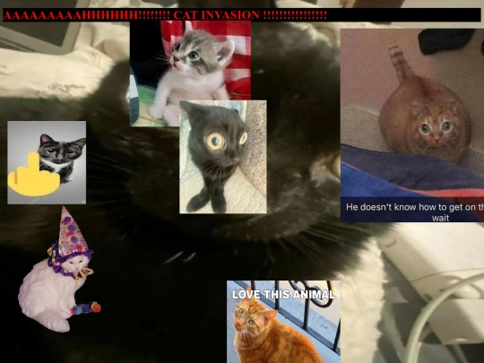 catinvasion screenshot