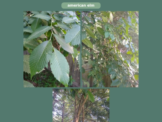 americanelm screenshot