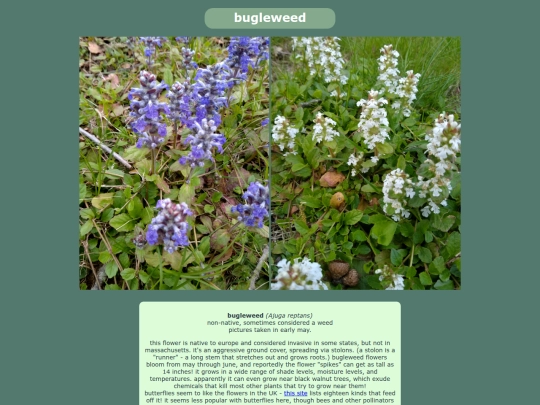 bugleweed screenshot