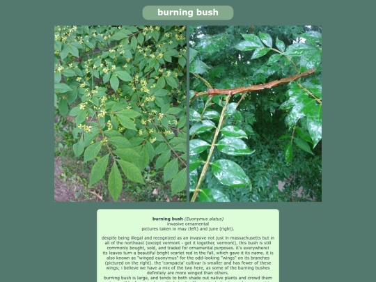 burningbush screenshot
