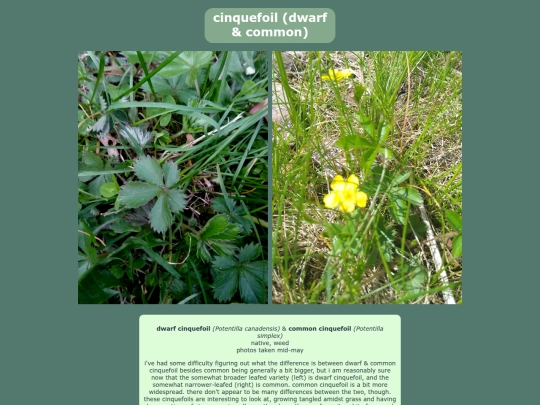 cinquefoil screenshot