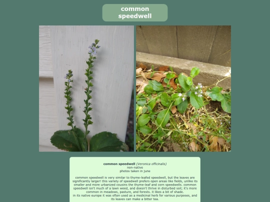 commonspeedwell screenshot
