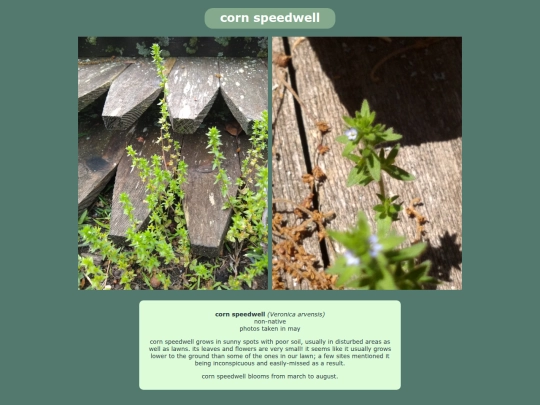 cornspeedwell screenshot
