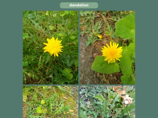 dandelion screenshot