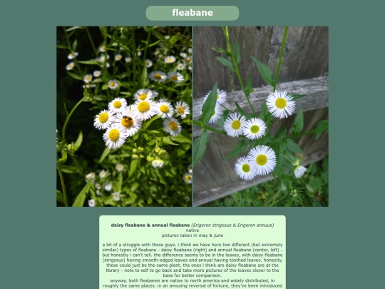 fleabane screenshot