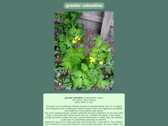 greatercelandine screenshot