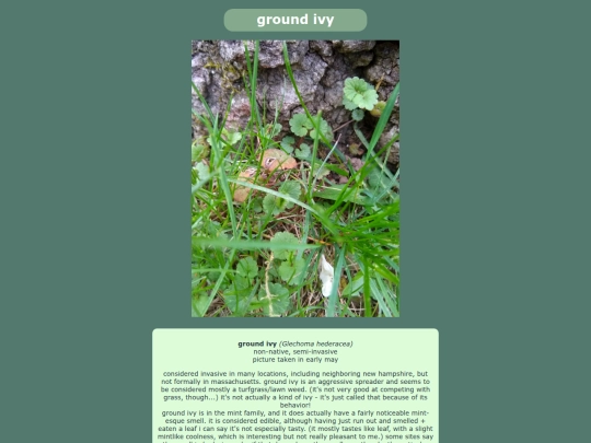 groundivy screenshot