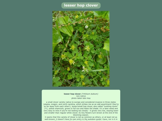 lesserhopclover screenshot