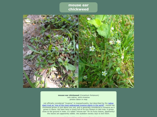 mouseearchickweed screenshot