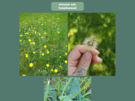 mouseearhawkweed screenshot