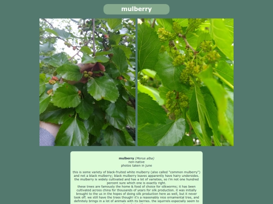 mulberry screenshot
