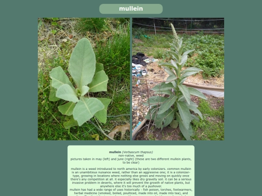 mullein screenshot