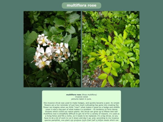 multiflorarose screenshot