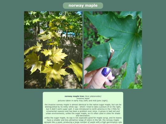 norwaymaple screenshot