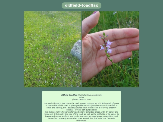 oldfieldtoadflax screenshot