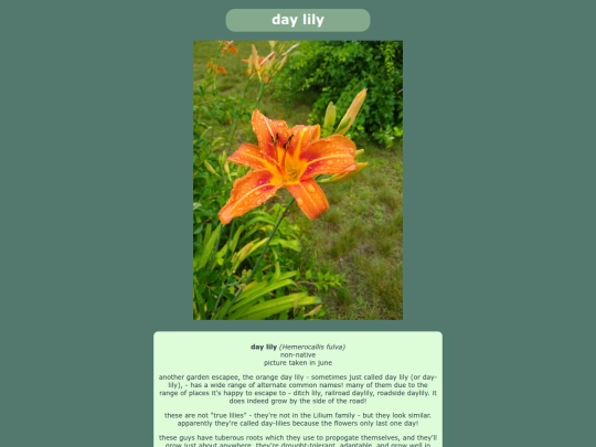 orangedaylily screenshot