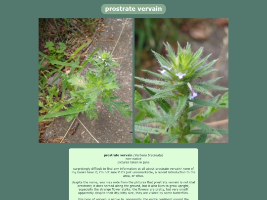 prostratevervain screenshot