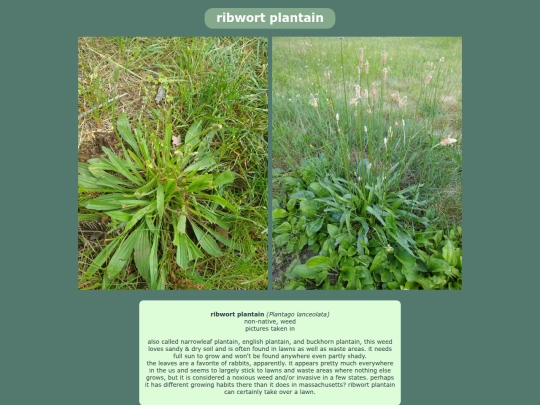ribwortplantain screenshot