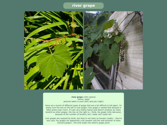 rivergrape screenshot