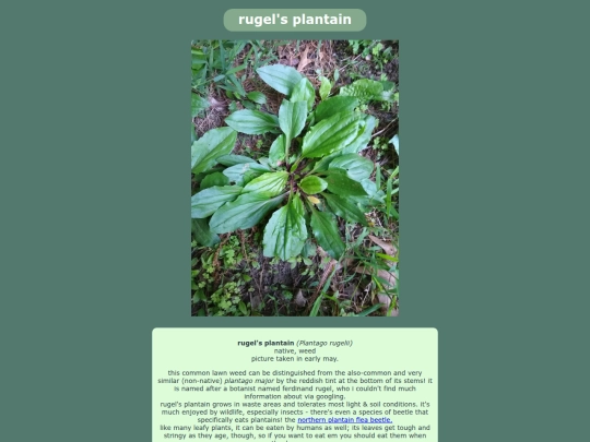 rugelsplantain screenshot