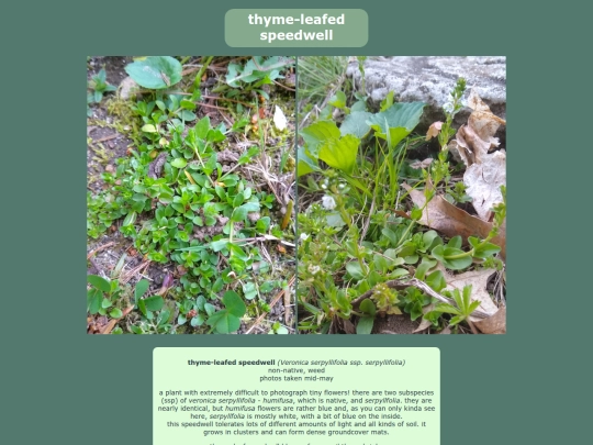 thymeleafspeedwell screenshot