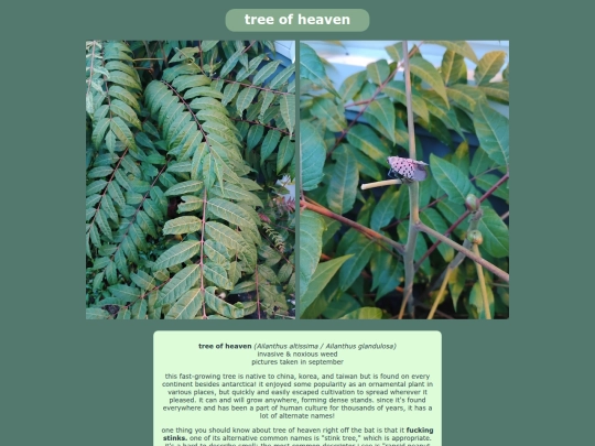 treeofheaven screenshot