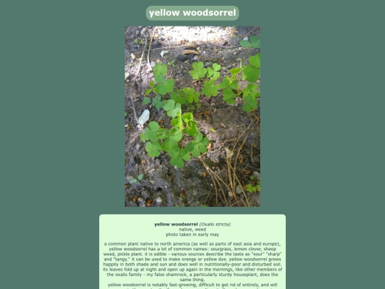 woodsorrel screenshot