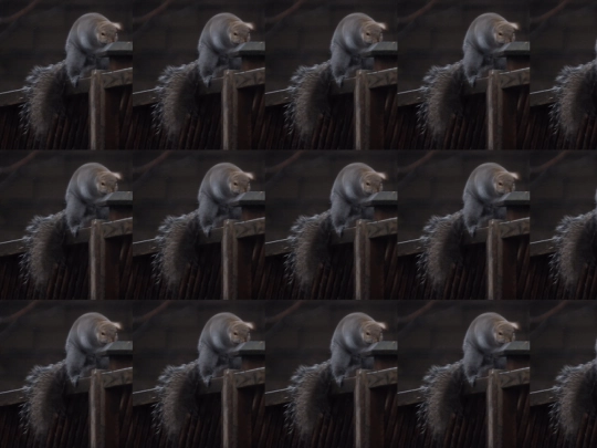 squirrel screenshot