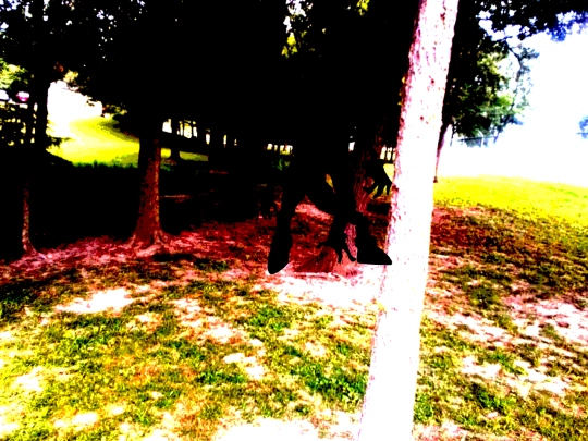 forest screenshot