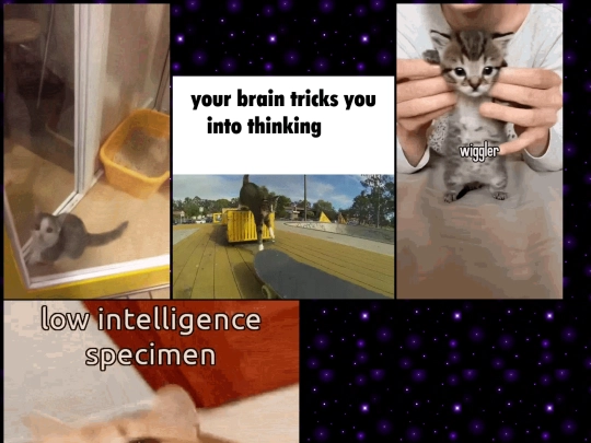 cats screenshot