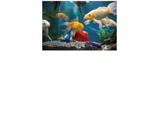 FishPuzzle screenshot
