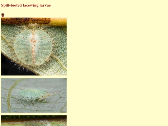 gallery/Spill-footed_lacewing_larvae screenshot