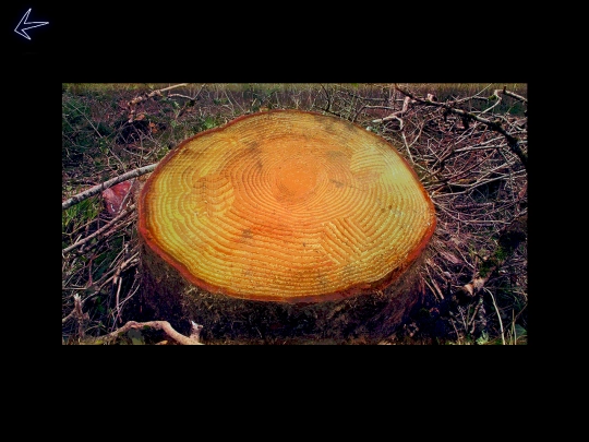 projects/feywalk/tree-stump screenshot