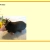 The web site of mysteriousbeetle avatar