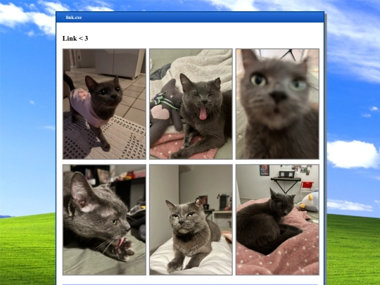 cat screenshot
