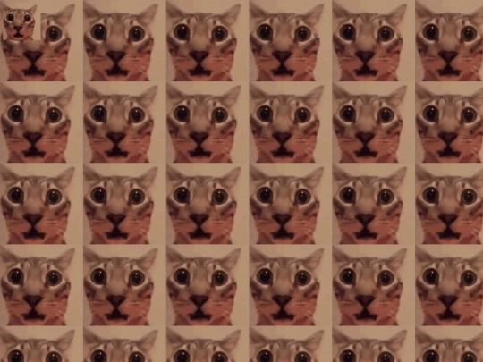 Gato/gatito screenshot