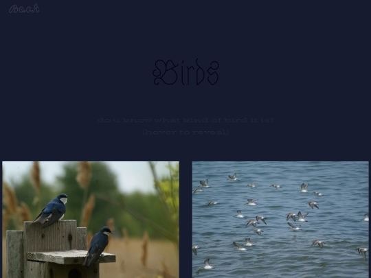 birds screenshot