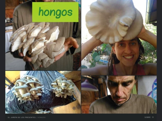 hongos screenshot