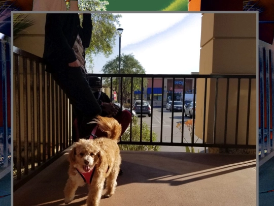 t/dog screenshot