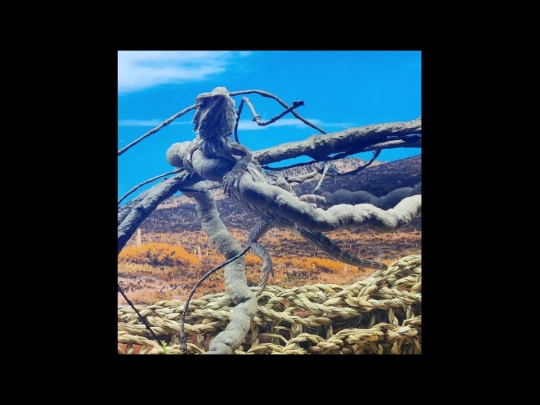 lenni screenshot